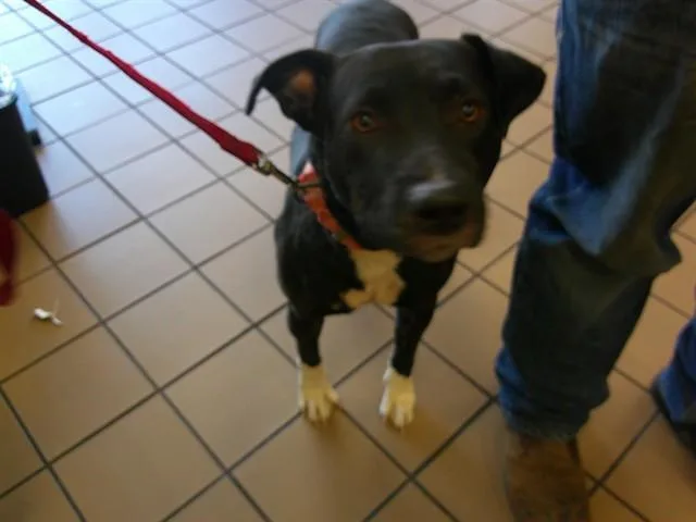 A young large-sized male Labrador Retriever dog named Marco for adoption in Ocala, FL