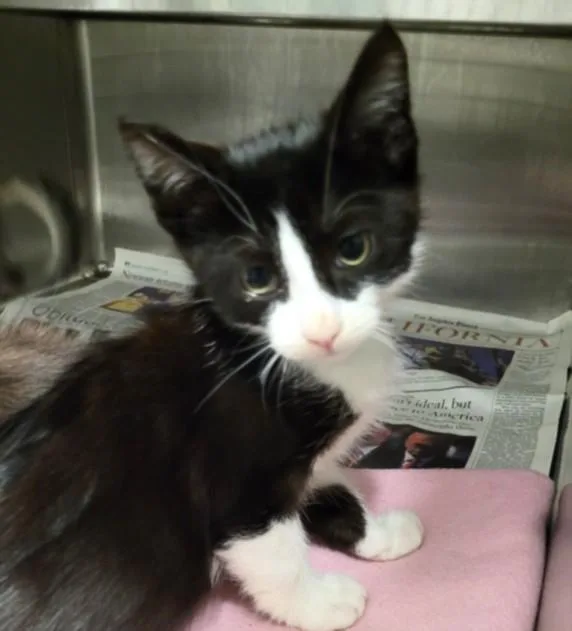 A baby small-sized male Domestic Short Hair cat named Blaze for adoption in Los Angeles, CA