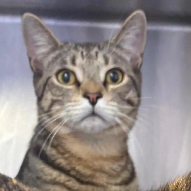 A young large-sized male Brown / Chocolate Domestic Short Hair cat named Joe for adoption in Spokane, WA