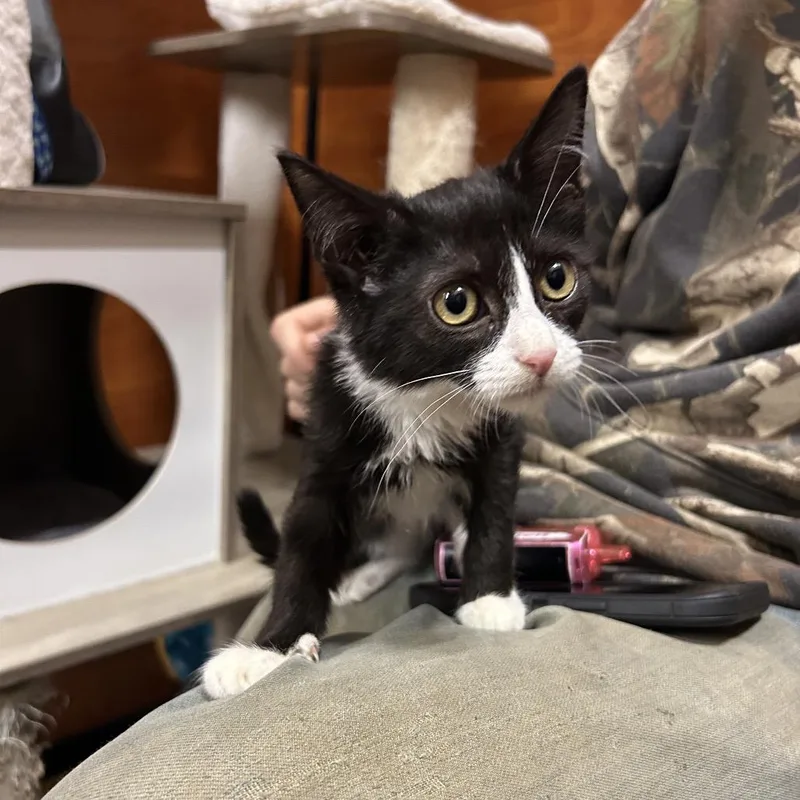 A baby small-sized female Black Domestic Short Hair cat named Emily for adoption in Hemet, CA