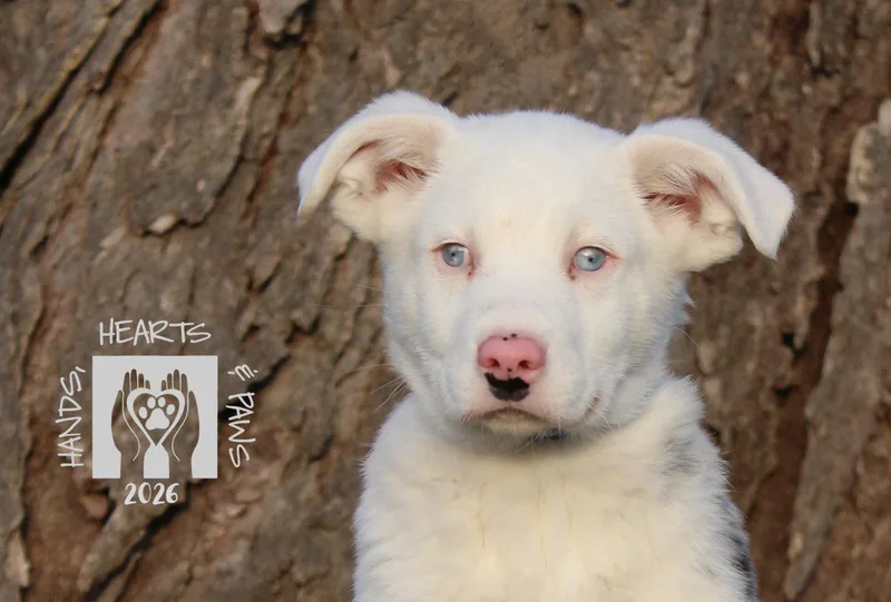 Doc Holiday thumbnail 2