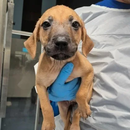 A baby large-sized male Rhodesian Ridgeback dog named Ram for adoption in Morton Grove, IL