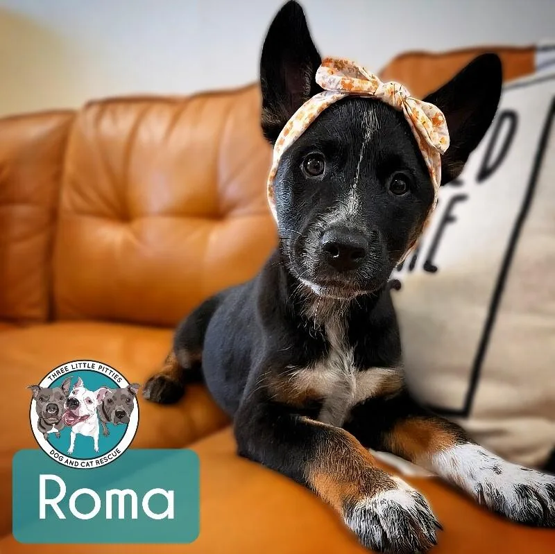 A baby medium-sized female Black Australian Shepherd dog named Roma Tomato for adoption in Friendswood, TX
