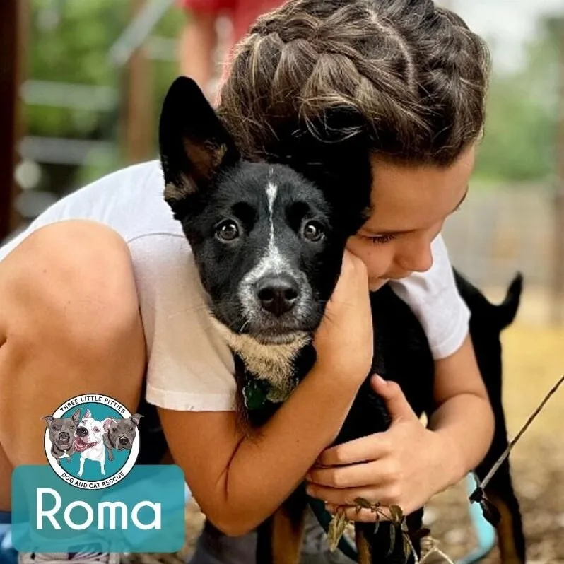Roma Tomato thumbnail 3