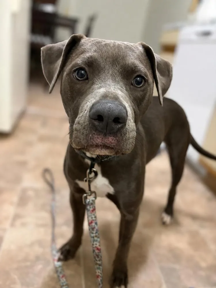 A baby medium-sized female Gray / Blue / Silver Mixed Breed dog named Linnie for adoption in Clinton Township, MI