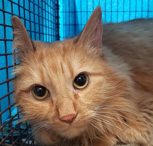 An adult small-sized male Turkish Angora cat named Leo for adoption in Tucson, AZ