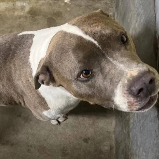 A baby small-sized male Gray / Blue / Silver Pit Bull Terrier dog named 26-759 for adoption in Los Banos, CA