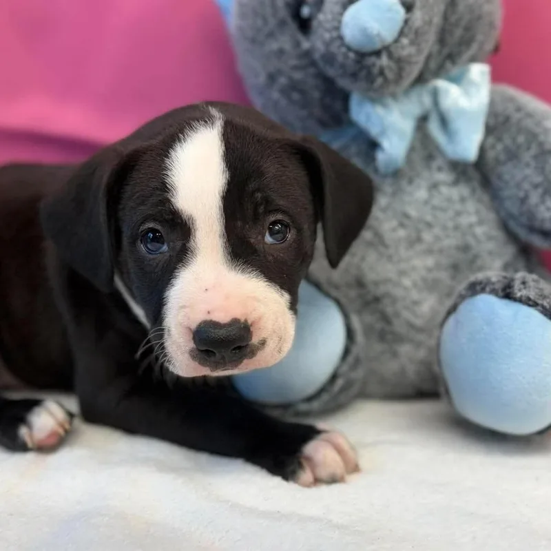 A baby medium-sized male American Staffordshire Terrier dog named Zac for adoption in Tacoma, WA