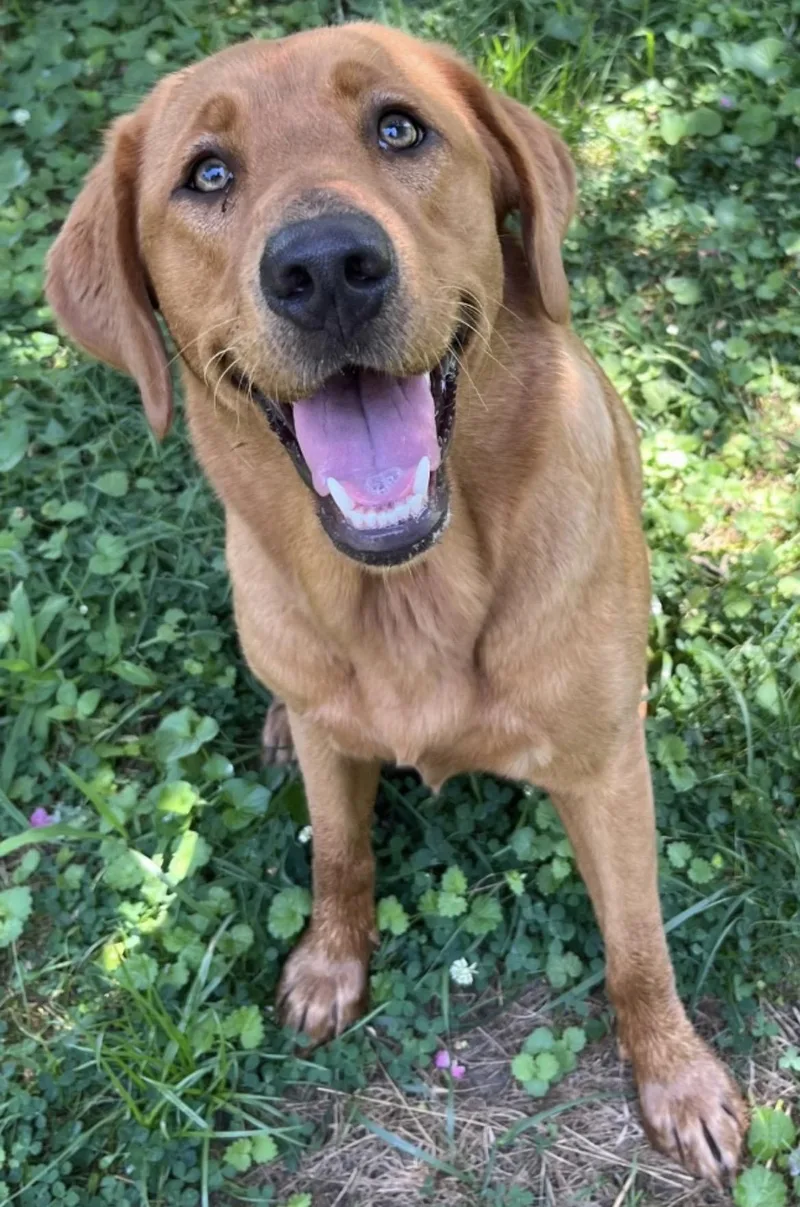 A young medium-sized female Red / Chestnut / Orange Goldador dog named Harper for adoption in Heathsville, VA