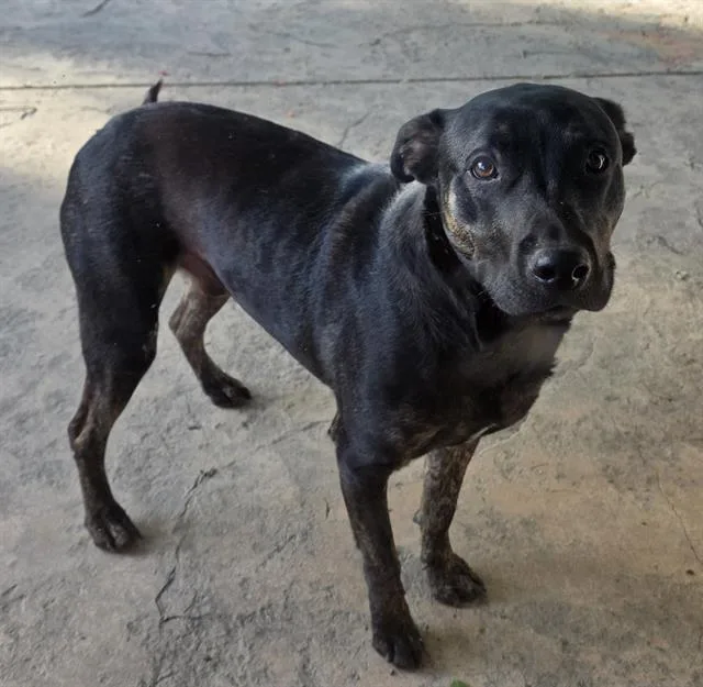A young medium-sized male Labrador Retriever dog named Strider for adoption in Camarillo, CA