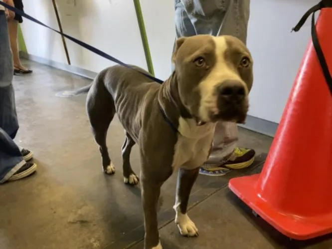 A young large-sized female American Staffordshire Terrier dog named Venus for adoption in Los Angeles, CA