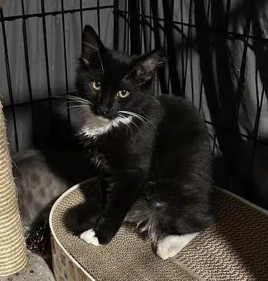 A baby medium-sized male Black & White / Tuxedo Domestic Medium Hair cat named Leo Bear for adoption in Atlanta, GA