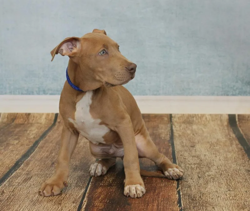 King Magnus thumbnail 2