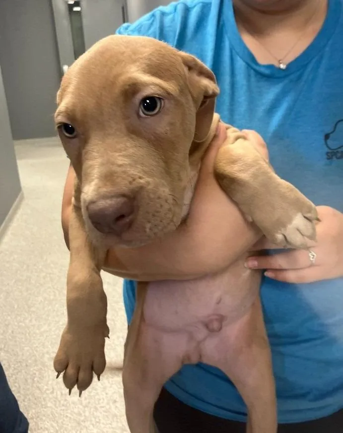 King Magnus thumbnail 3