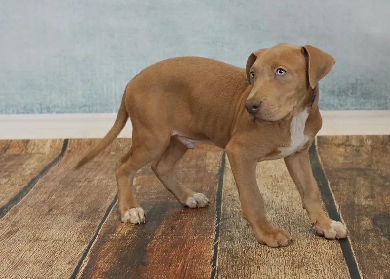 King Magnus thumbnail 4