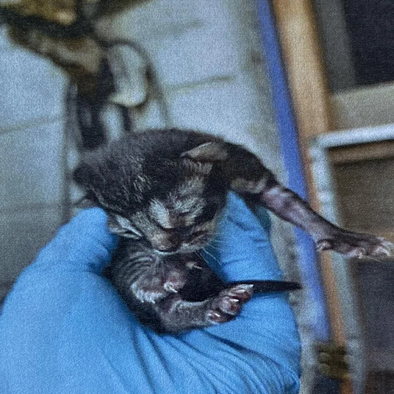 A baby small-sized male Gray / Blue / Silver Domestic Short Hair cat named Titi for adoption in San Antonio, TX