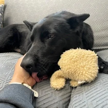 An adult medium-sized female Shepherd dog named Donut Deb for adoption in Wheaton, IL