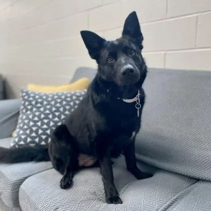 Donut Deb thumbnail 3