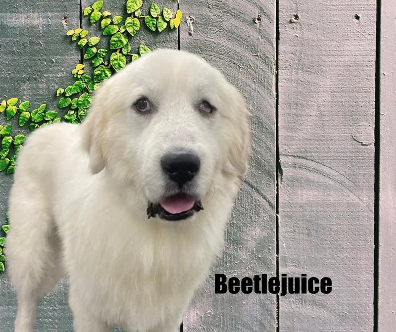 Beetlejuice thumbnail 2