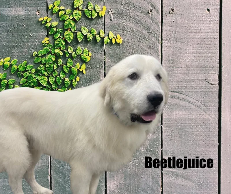 Beetlejuice thumbnail 3