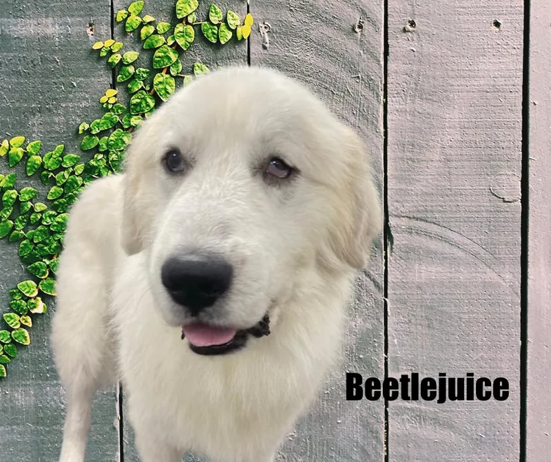 An adult extra large-sized male White / Cream Great Pyrenees dog named Beetlejuice for adoption in Marshville, NC