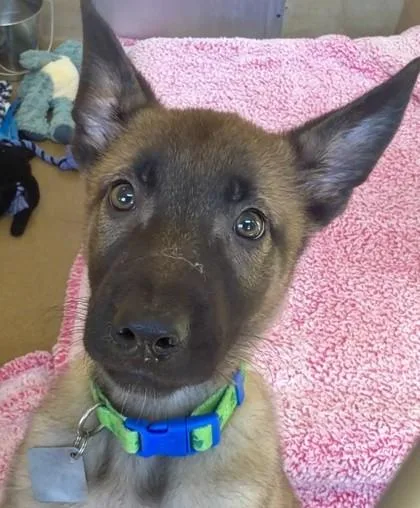 A young small-sized female Belgian Shepherd / Malinois dog named Coco for adoption in Quakertown, PA