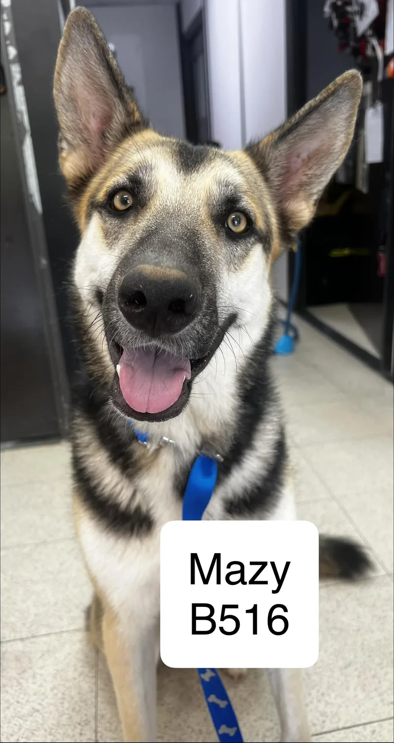 Mazy