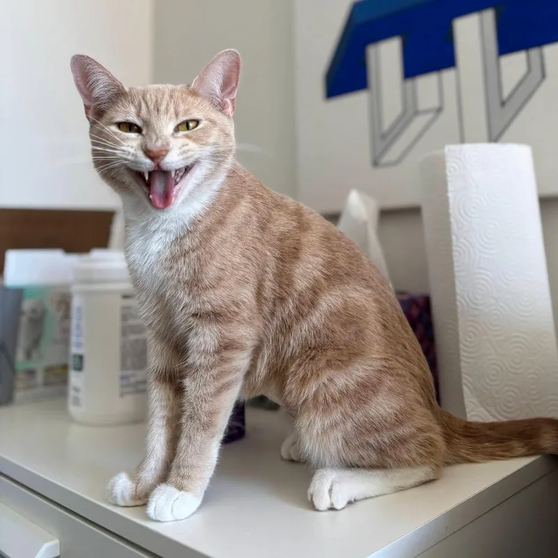 A young medium-sized female Orange / Red Domestic Short Hair cat named Daffodil for adoption in New York, NY