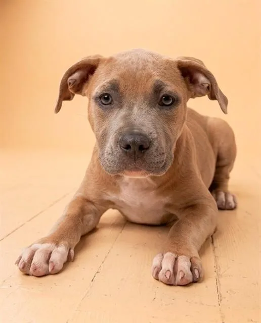 A baby small-sized female Mixed Breed dog named Liberty for adoption in Jacksonville, FL