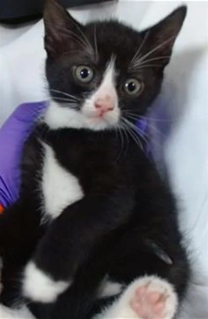 A baby small-sized female Domestic Short Hair cat named Iris for adoption in Miami, FL