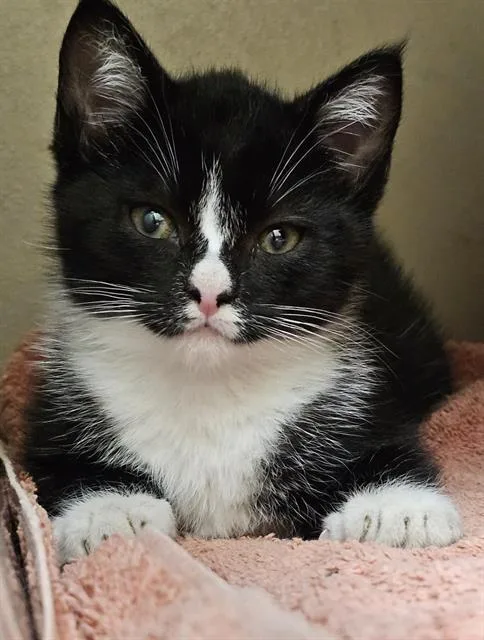 A baby medium-sized female Black & White / Tuxedo Domestic Short Hair cat named Dovey for adoption in Clyde, NC