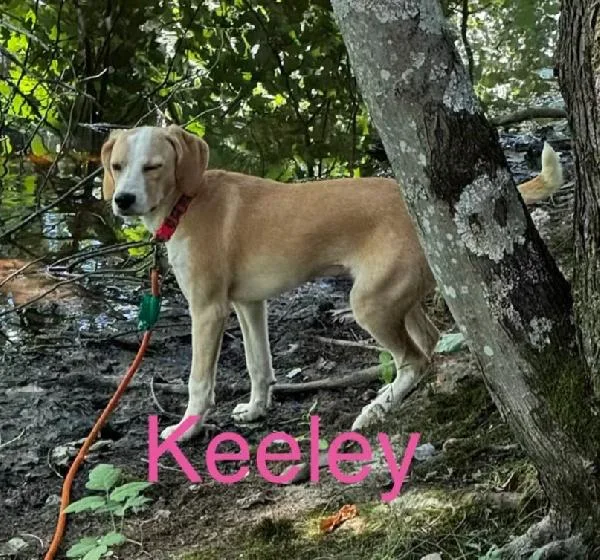 A baby medium-sized female Bicolor Beagle dog named Keeley for adoption in Scottsburg, IN