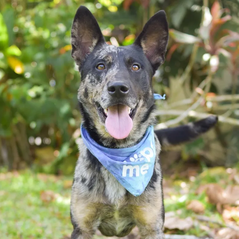 An adult medium-sized male Gray / Blue / Silver Mixed Breed dog named Rocket for adoption in Kailua Kona, HI