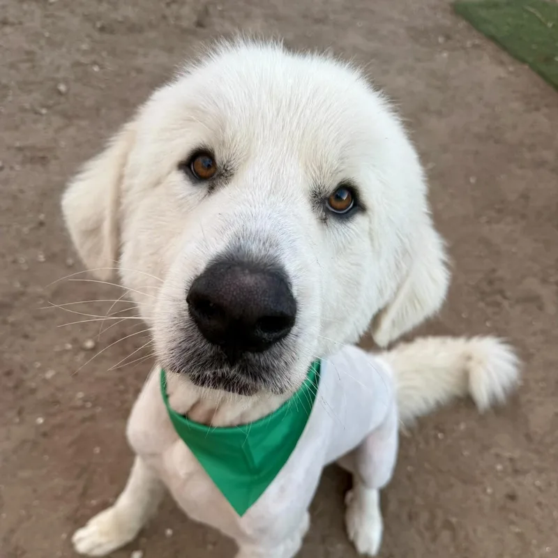 A young large-sized male White / Cream Great Pyrenees dog named Bruce for adoption in Houston, TX