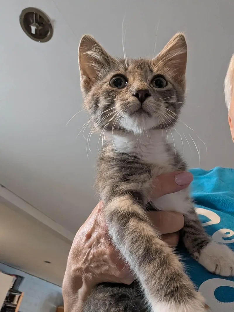 A young medium-sized male Tabby (Buff / Tan / Fawn) Domestic Short Hair cat named Winslow for adoption in Granite City, IL
