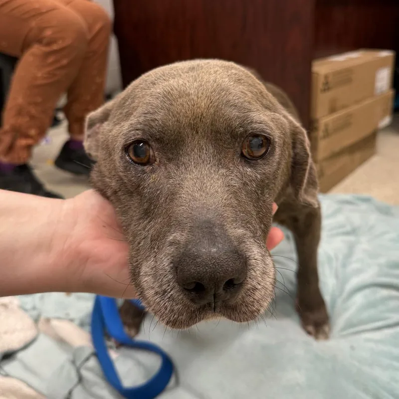 A senior medium-sized female Gray / Blue / Silver Mixed Breed dog named Coconut for adoption in Jacksonville, FL
