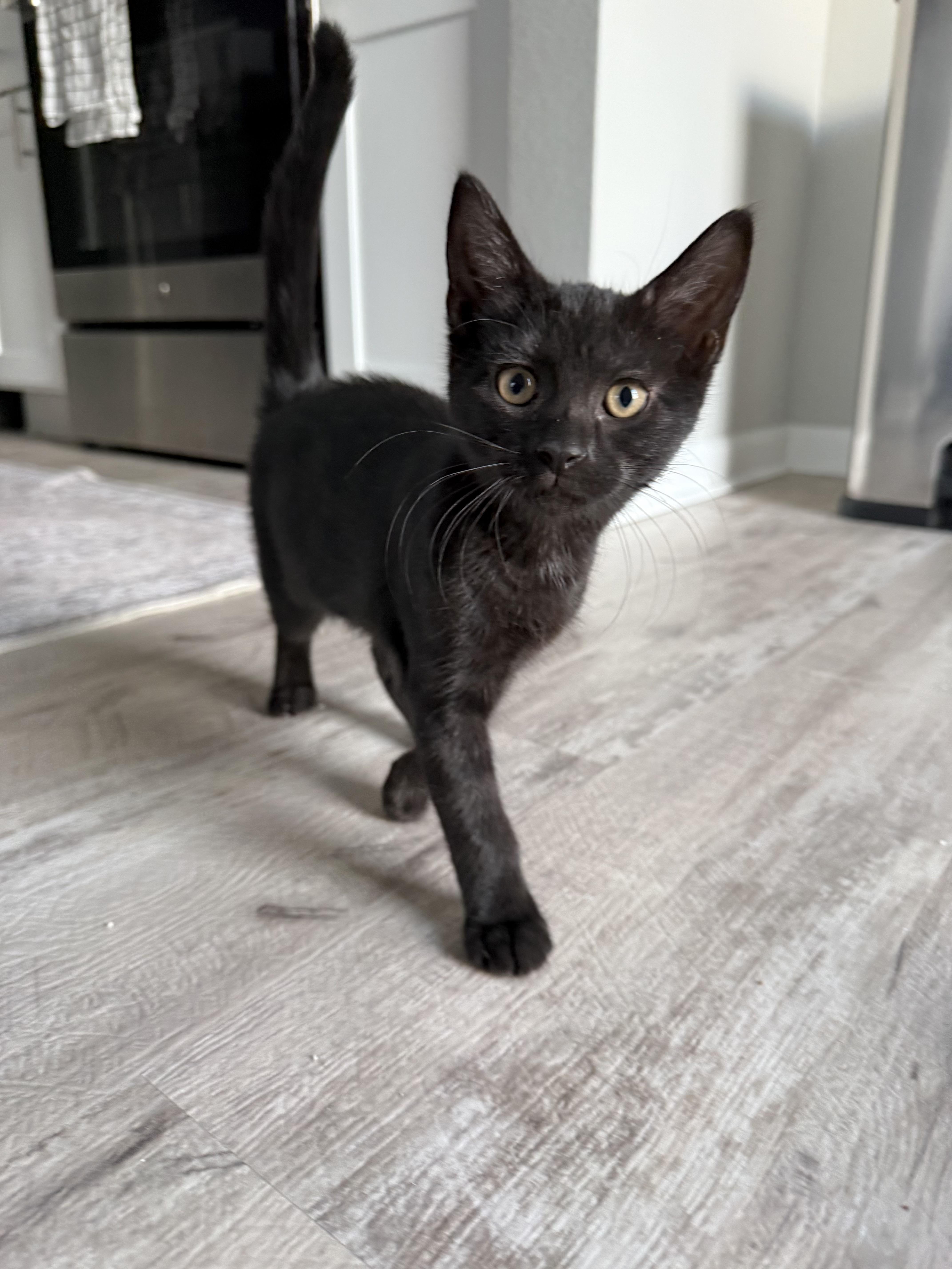 A baby small-sized female Domestic Short Hair cat named Sabrina for adoption in Canton, CT