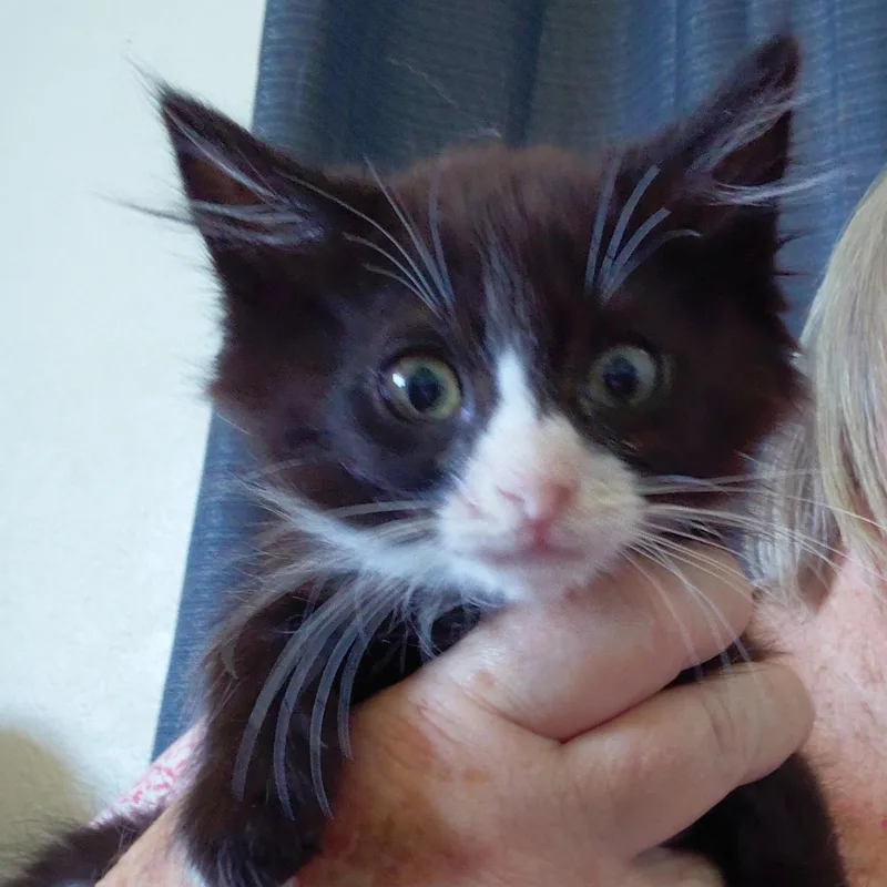 A baby small-sized male Black Domestic Long Hair cat named Tumbleweed for adoption in Willows, CA