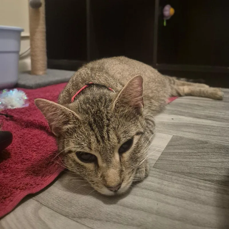 Noodle  Located in thumbnail 2