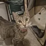 Noodle  Located in thumbnail 3