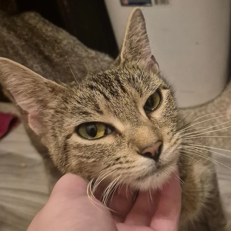 Noodle  Located in thumbnail 4