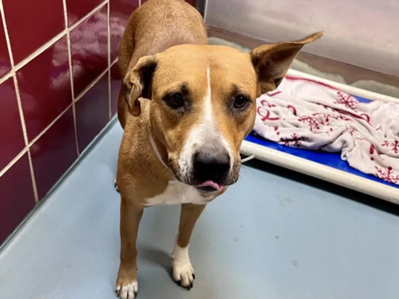 An adult large-sized female Staffordshire Bull Terrier dog named Belle for adoption in Houston, TX