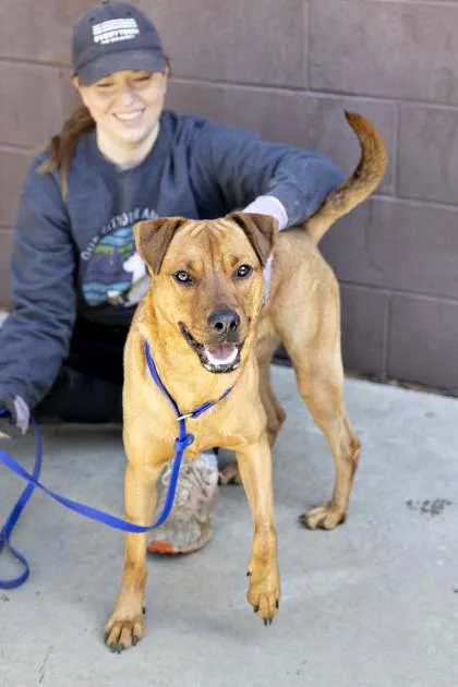 An adult large-sized male Mixed Breed dog named Luvon for adoption in Chamblee, GA