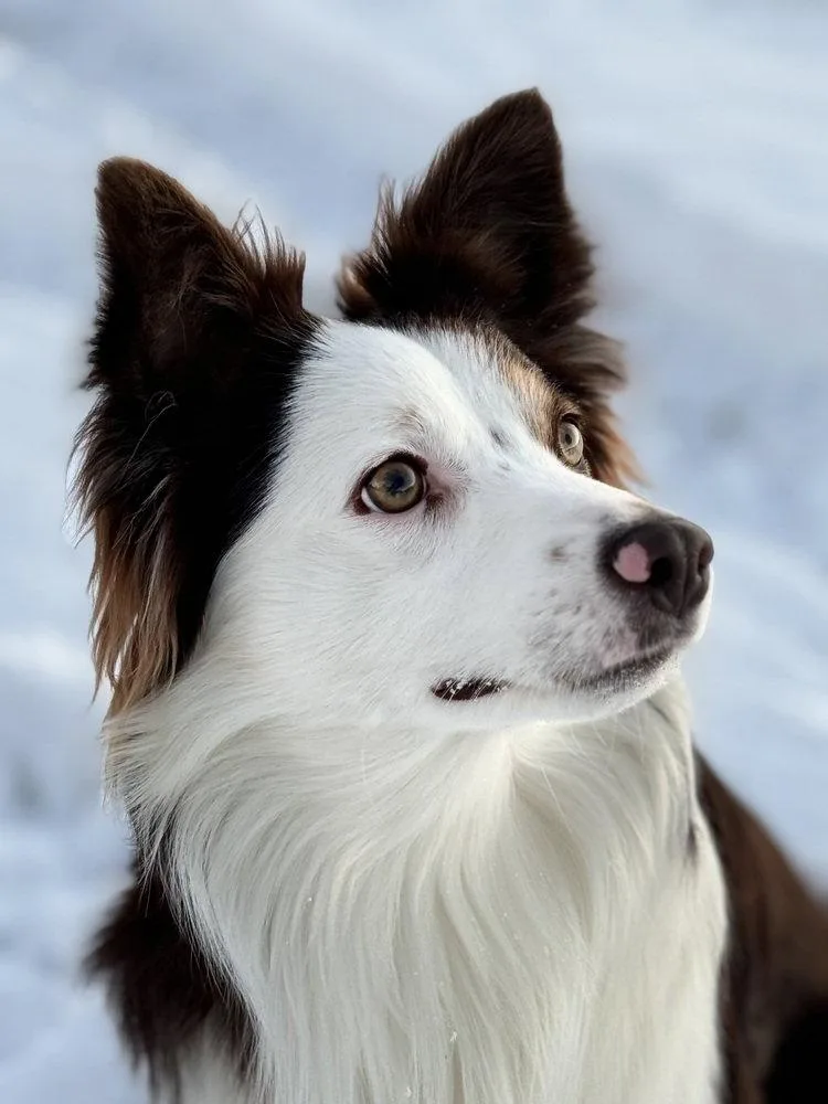 A young medium-sized male Australian Shepherd dog named Possum for adoption in Columbia, TN