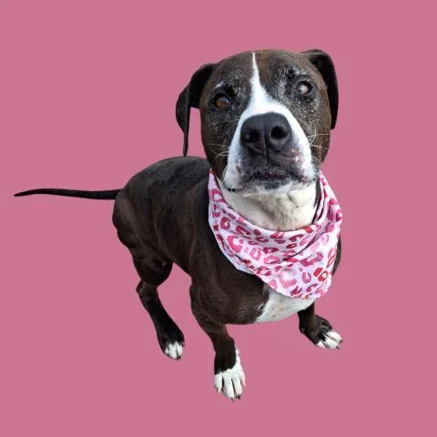 A senior medium-sized female Black Pit Bull Terrier dog named Luna  Urgent  for adoption in Thousand Oaks, CA