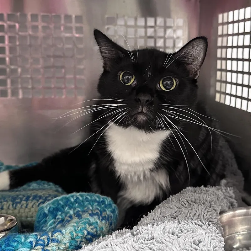 An adult small-sized female Black Domestic Short Hair cat named Maizy for adoption in Mount Vernon, IN