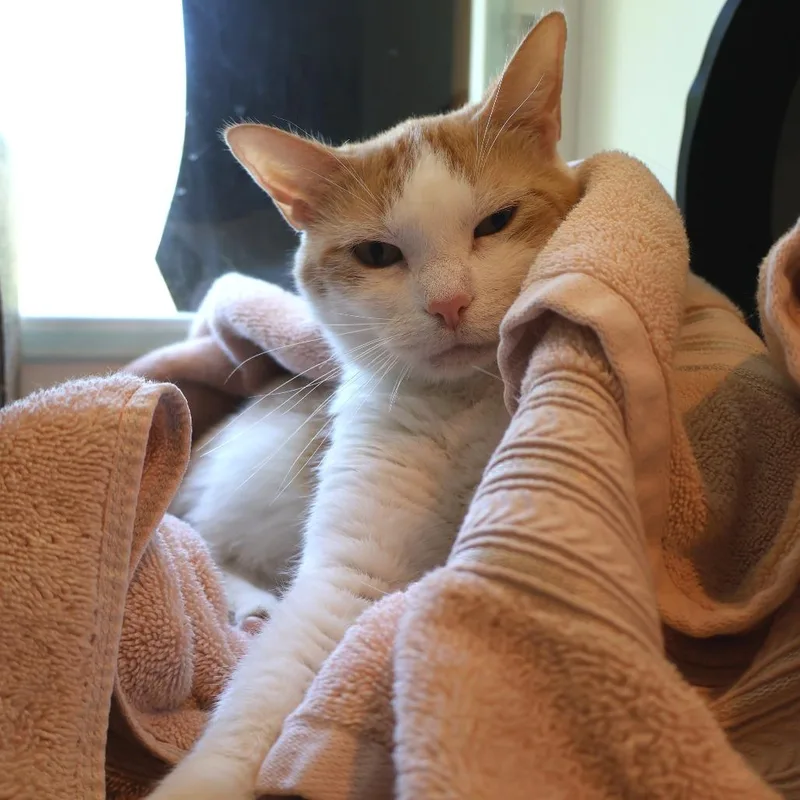 An adult large-sized female White Domestic Short Hair cat named Alicia for adoption in Saint Charles, MO