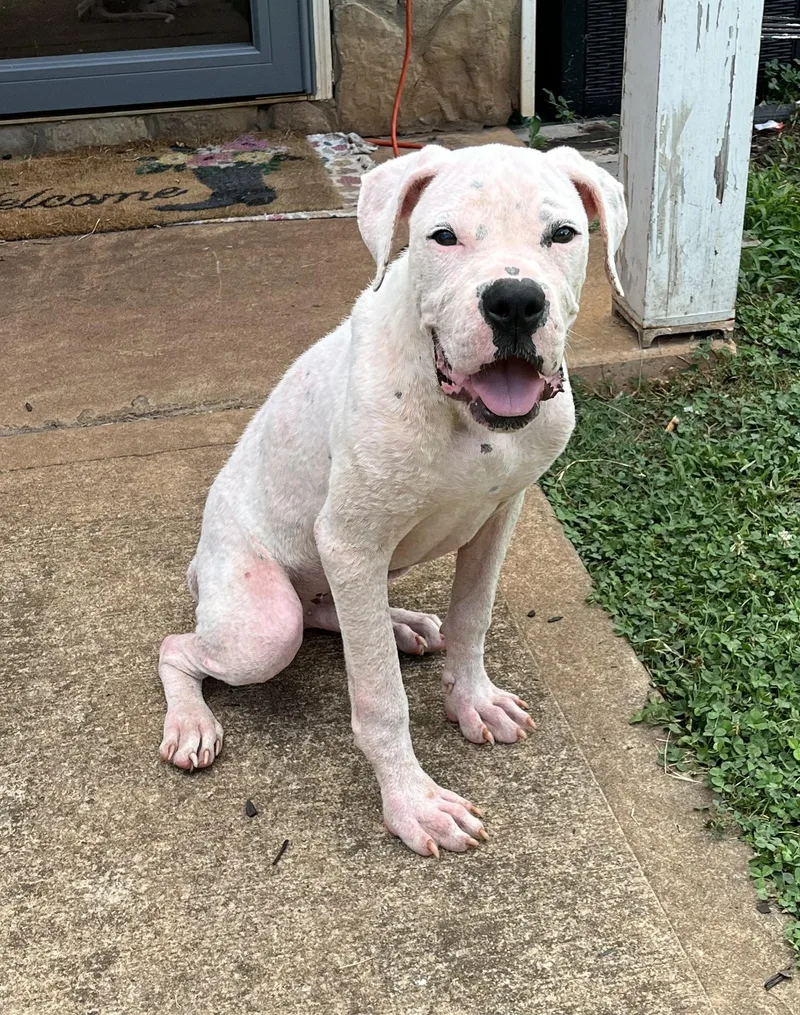 A baby large-sized male Dogo Argentino dog named Wyatt for adoption in Covington, GA