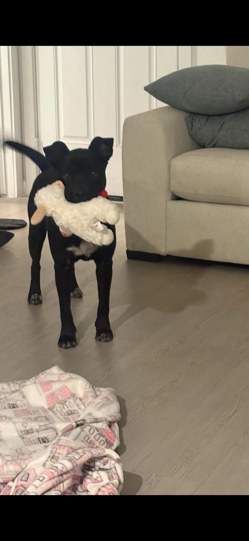Baby Boy thumbnail 3