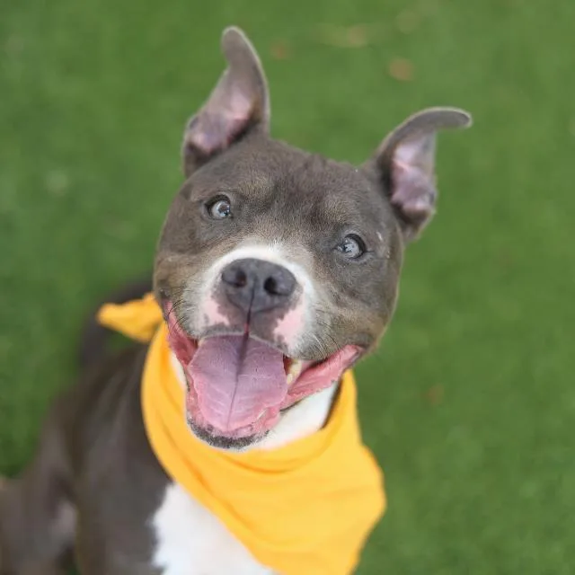 An adult medium-sized female American Staffordshire Terrier dog named Casey for adoption in San Antonio, TX